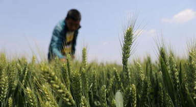 河南温县：加强麦田中后期管理保丰收